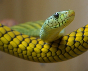Kannur