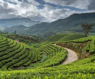Kerala Backwater & Hill Station Tour